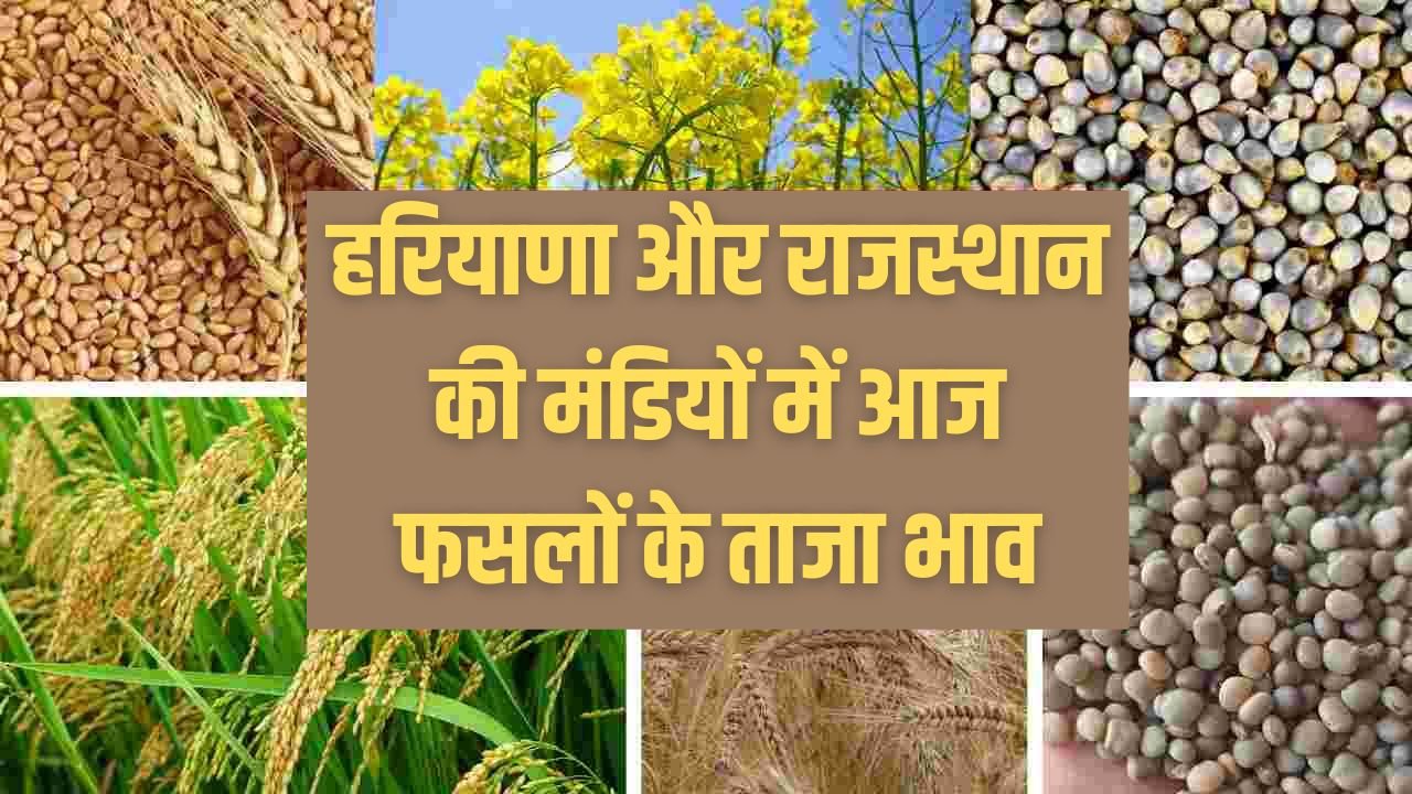 Aaj Ka Mandi Bhav 25 December 2023: हरियाणा और राजस्थान की मंडियों में आज फसलों के ताजा भाव, फटाफट करें चेक