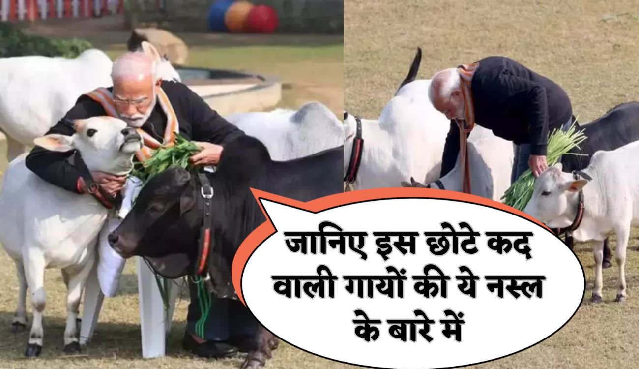 Cow variety:  जानिए इस छोटे कद वाली गायों की ये नस्ल के बारे में, पीएम मोदी भी करते है इस गाय की पूजा