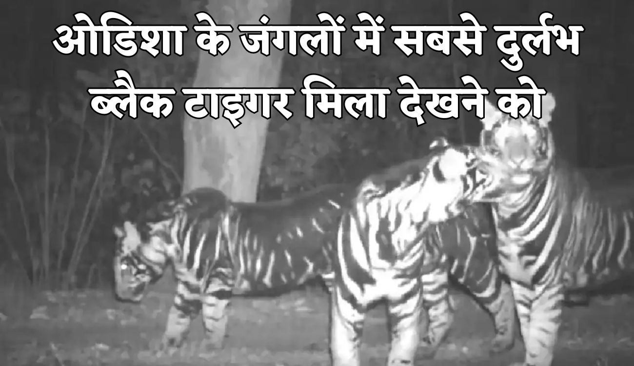 Rare Tigers Caught on Camera: ओडिशा के जंगलों में सबसे दुर्लभ ब्‍लैक टाइगर मिला देखने को, कुनबे के साथ वीडियो सोशल मीडिया पर हुई वायरल