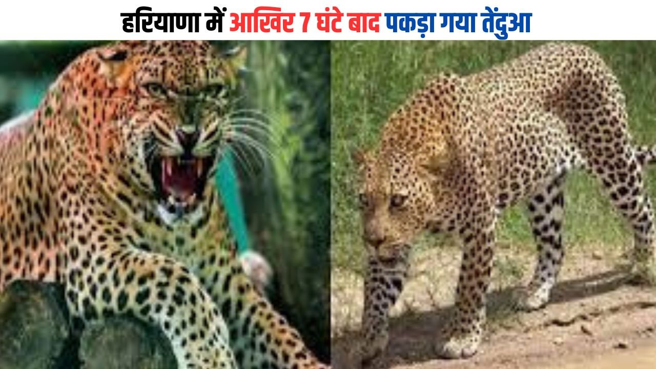 Haryana News: हरियाणा में आखिर 7 घंटे बाद पकड़ा गया तेंदुआ, जानिए सारी अपडेट