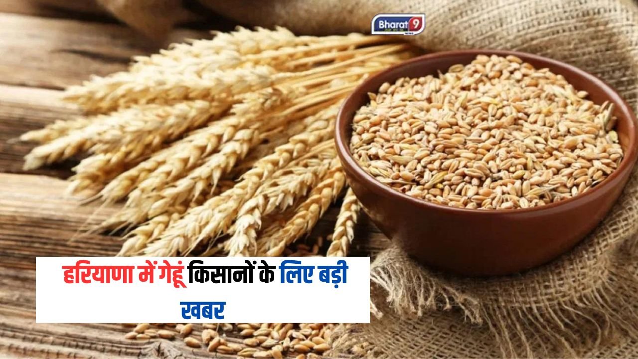 Wheat New Variety: हरियाणा में गेहूं किसानों के लिए बड़ी खबर, 1 एकड़ में होगी 170 मण पैदावार