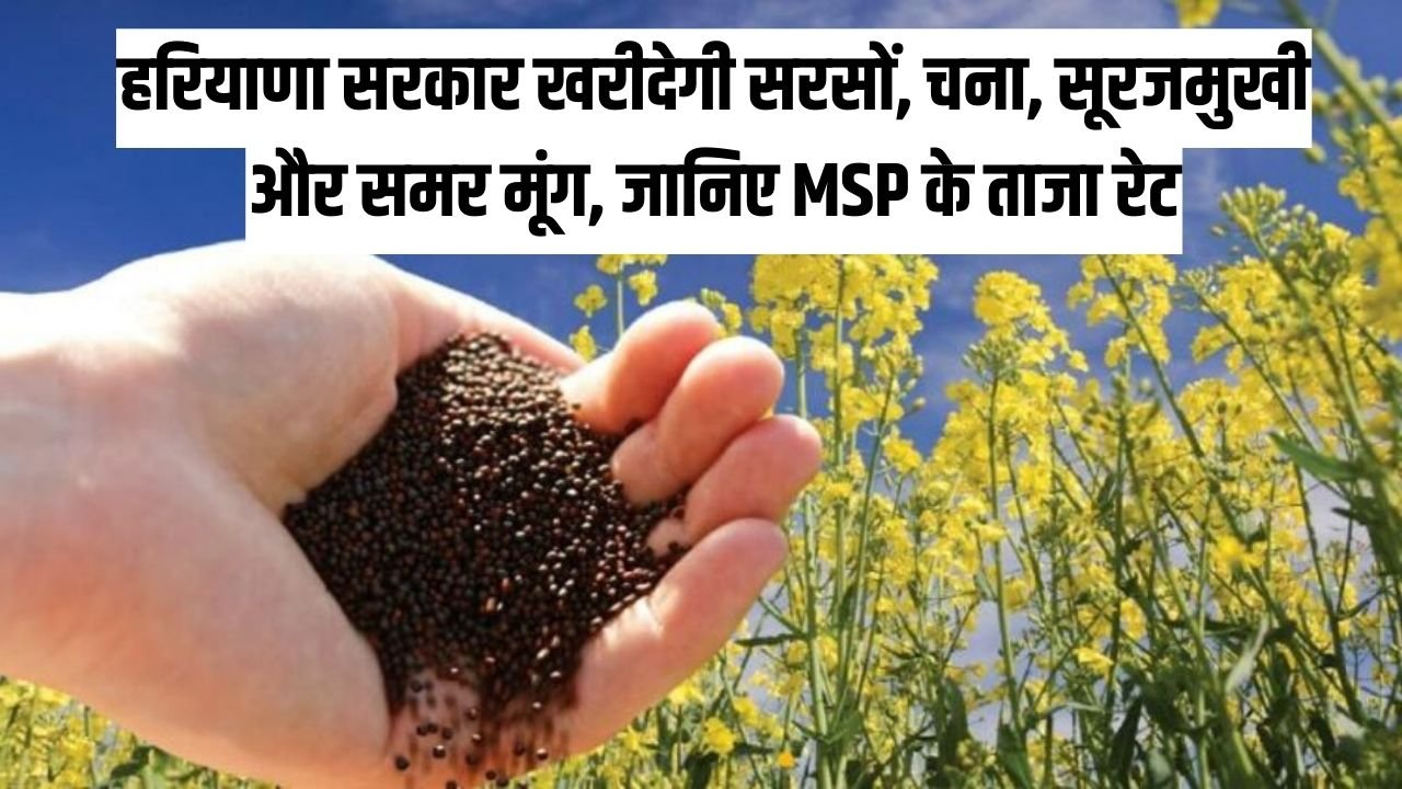 Haryana News: हरियाणा सरकार खरीदेगी सरसों, चना, सूरजमुखी और समर मूंग, जानिए MSP के ताजा रेट